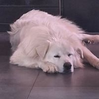 Berger des abruzzes #1