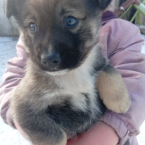 A réserver chiots husky croisé boxer