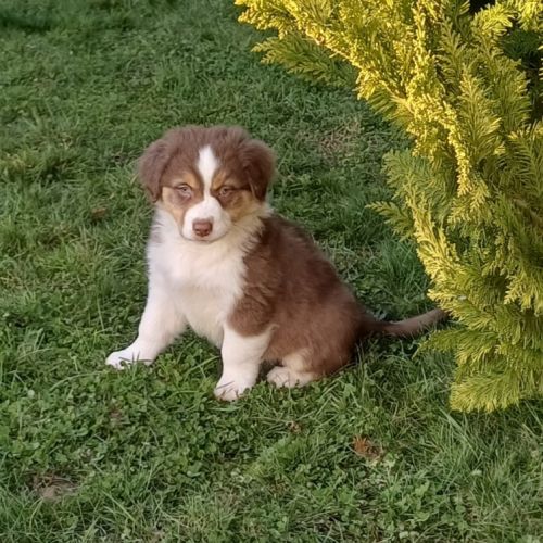 Chiots berger australien lof #3