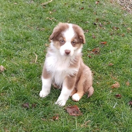 Chiots berger australien lof #6