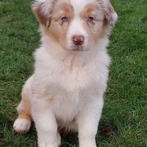 Chiots berger australien lof #7