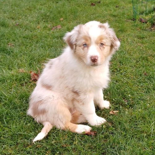 Chiots berger australien lof #8