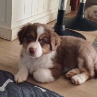 Chiots berger australien lof #2