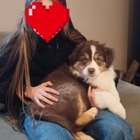 Chiots berger australien lof #4