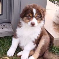 Chiots berger australien lof