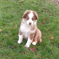 Chiots berger australien lof #6