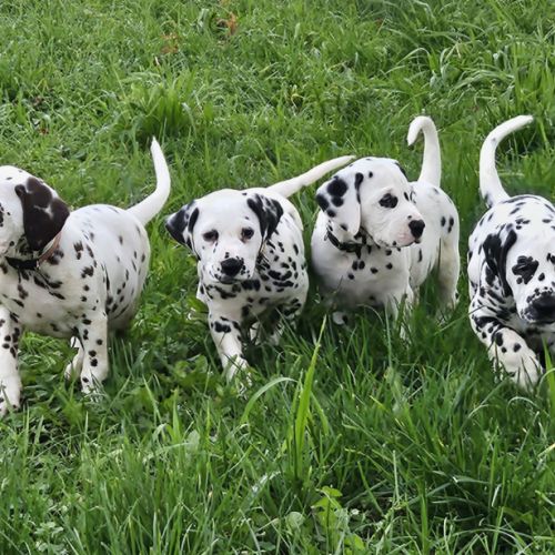 Dalmatien chiots lof #6