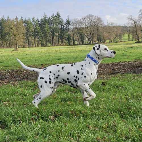 Dalmatien chiots lof #7