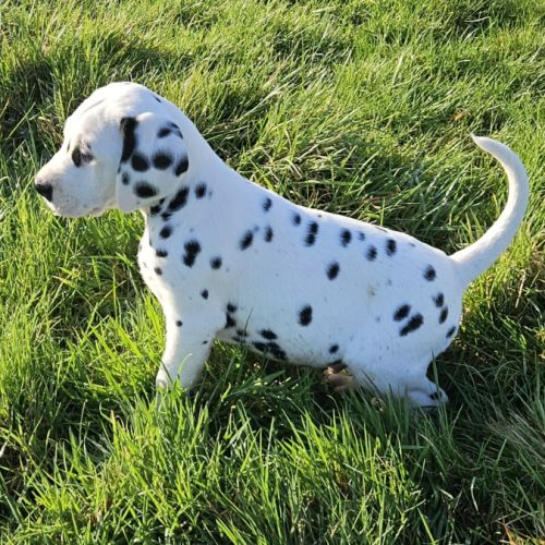 Dalmatien chiots lof #8
