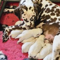 Dalmatien chiots lof