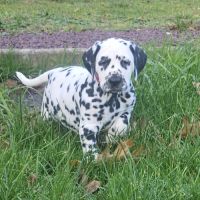 Dalmatien chiots lof #2