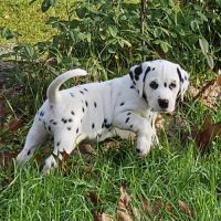 Dalmatien chiots lof #4