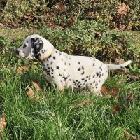Dalmatien chiots lof #5