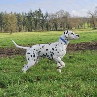 Dalmatien chiots lof #7