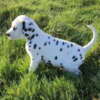 Dalmatien chiots lof #8