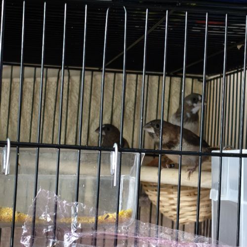 3 moineaux du japon 2 mâles #1