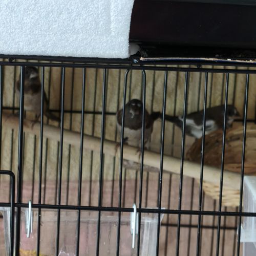 3 moineaux du japon 2 mâles #2