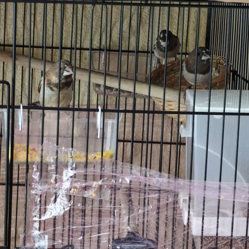 3 moineaux du japon 2 mâles