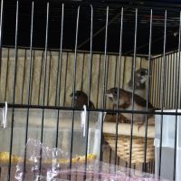 3 moineaux du japon 2 mâles #1