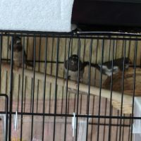 3 moineaux du japon 2 mâles #2