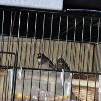 3 moineaux du japon 2 mâles #3