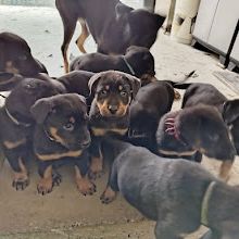 Magnifiques chiots beauceron #0