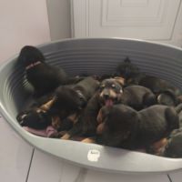 Magnifiques chiots beauceron #1