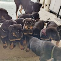 Magnifiques chiots beauceron