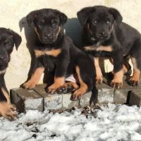 Magnifiques chiots beauceron #3