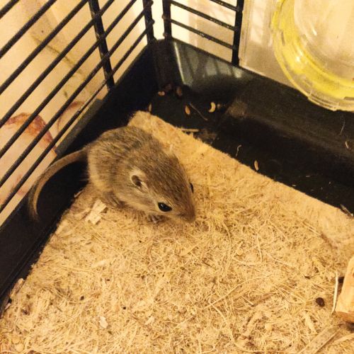 A adopter 7 bébés gerbilles #1