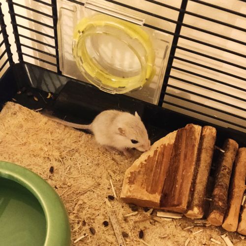 A adopter 7 bébés gerbilles #0