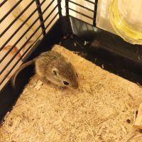 A adopter 7 bébés gerbilles #1