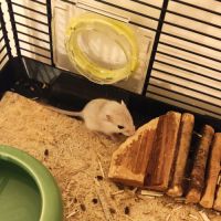 A adopter 7 bébés gerbilles