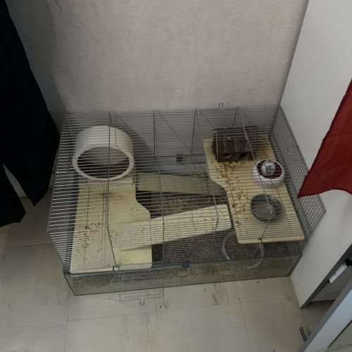 Hamster nain blanc et gris avec cage et accessoire #1