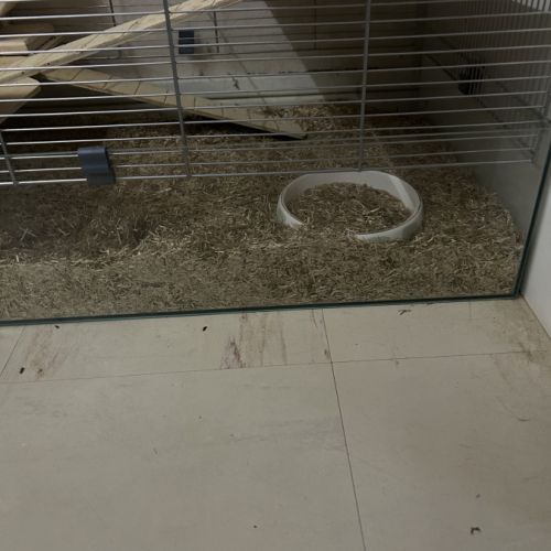 Hamster nain blanc et gris avec cage et accessoire #2