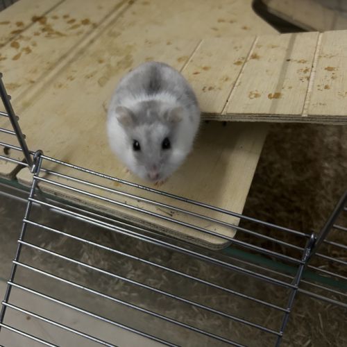 Hamster nain blanc et gris avec cage et accessoire #0