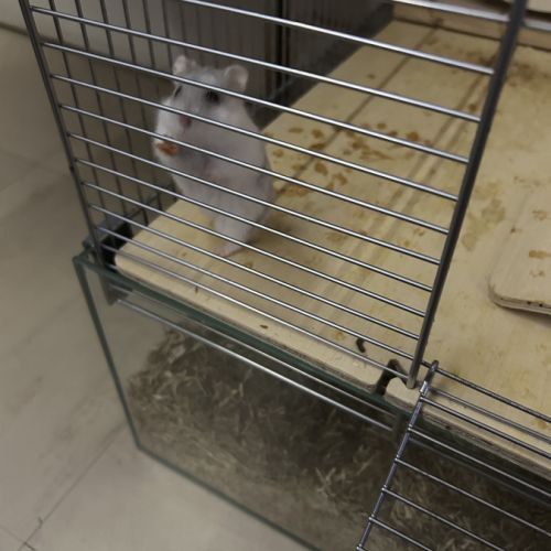 Hamster nain blanc et gris avec cage et accessoire #5