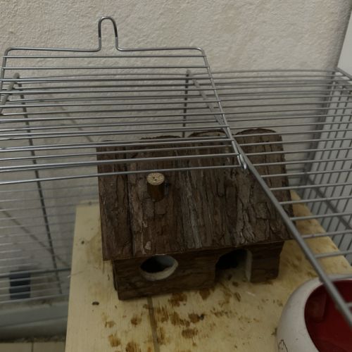 Hamster nain blanc et gris avec cage et accessoire #8