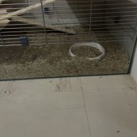 Hamster nain blanc et gris avec cage et accessoire #2