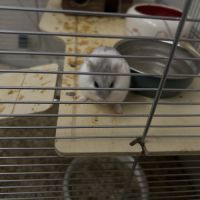 Hamster nain blanc et gris avec cage et accessoire #3