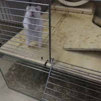 Hamster nain blanc et gris avec cage et accessoire #6