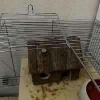 Hamster nain blanc et gris avec cage et accessoire #8