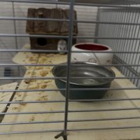 Hamster nain blanc et gris avec cage et accessoire #9