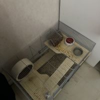 Hamster nain blanc et gris avec cage et accessoire #10