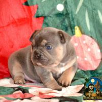 Chiots bouledogues français exotique #2