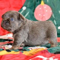 Chiots bouledogues français exotique