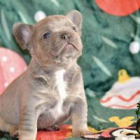 Chiots bouledogues français exotique #4