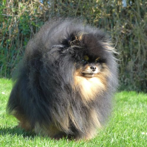 Saillie spitz nain #2