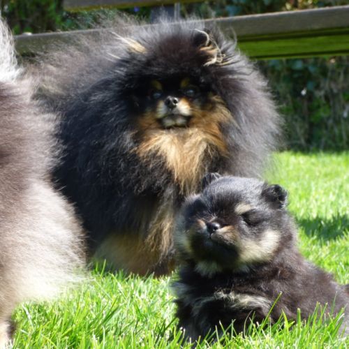 Saillie spitz nain #3