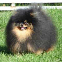 Saillie spitz nain #0